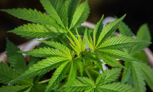 Sustrato Ecoblend Para Planta Medicinal