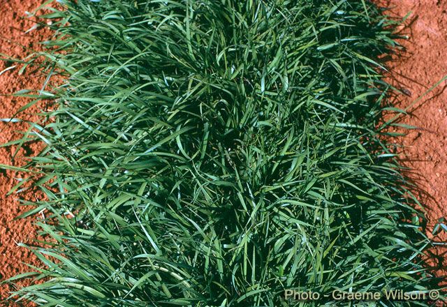 Semillas Pasto Cesped Grama Monte Jardin Cultivo Calido Bermuda Grass 1lb