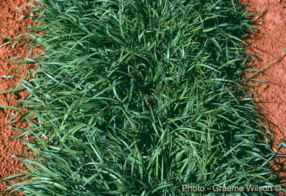 Semillas Pasto Cesped Grama Monte Jardin Cultivo Calido Bermuda Grass 1lb