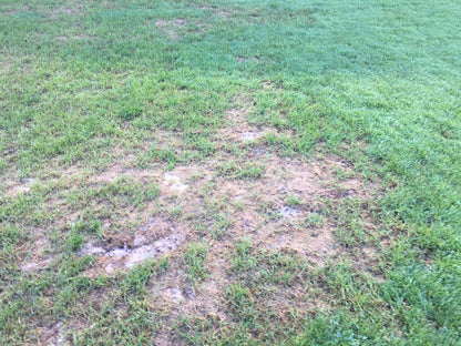 Semillas Pasto Cesped Grama Monte Jardin Cultivo Calido Bermuda Grass 1lb
