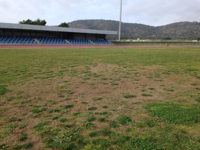 Semillas Pasto Cesped Grama Monte Jardin Cultivo Calido Bermuda Grass 1lb